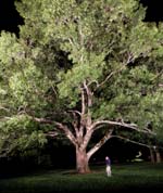 Tanglewood's new Linde Center for Music and Learning is fronted by a majestic 100-year-old red oak tree.