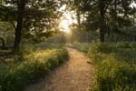 Improvements to the savannah landscape resulted in a diverse and resilient mosaic that is an authentic representation of the Houston Arboretum & Nature Center's regional ecological context. 